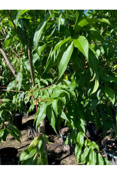 Подовжене вузьке листя нектарину Алі Топ